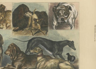 Prize Dogs at the Crystal Palace Show Published in The Graphic, June 15, 1872, view 3