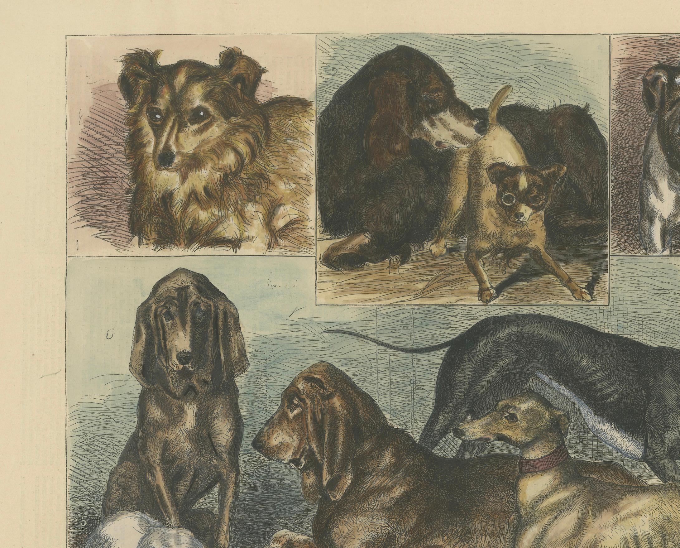 Prize-Hunde bei der Crystal Palace Show, veröffentlicht in The Graphic, 15. Juni 1872 im Zustand „Gut“ im Angebot in Langweer, NL