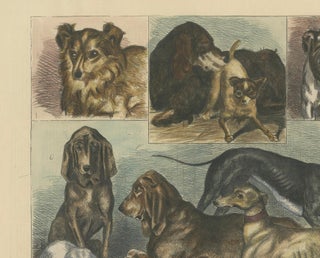 Prize Dogs at the Crystal Palace Show Published in The Graphic, June 15, 1872, view 4