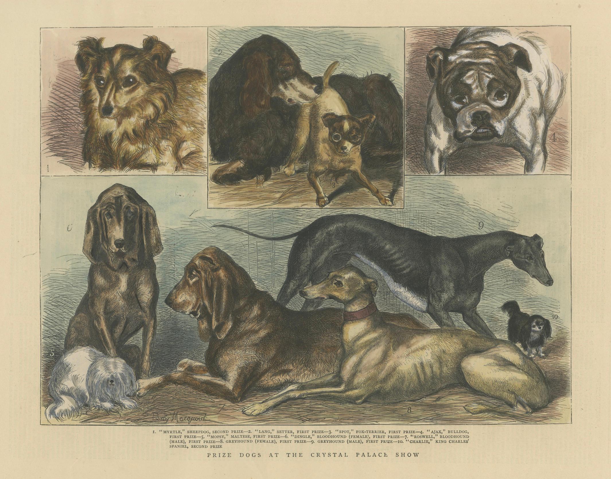 Prize-Hunde bei der Crystal Palace Show, veröffentlicht in The Graphic, 15. Juni 1872 (Spätes 19. Jahrhundert) im Angebot