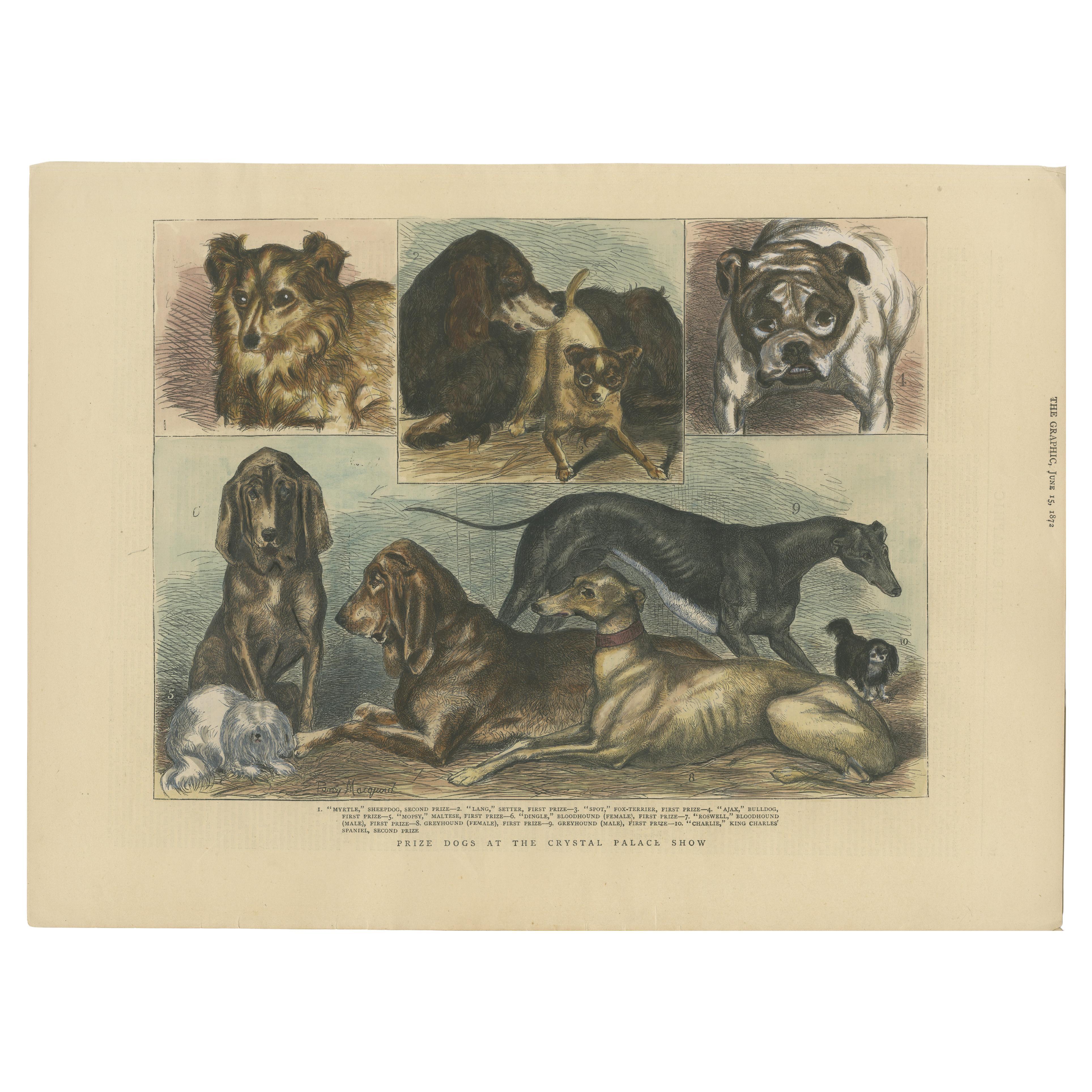 Prize Dogs at the Crystal Palace Show Published in The Graphic, June 15, 1872