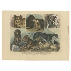 Antique Prize Dogs at the Crystal Palace Show Published in The Graphic, June 15, 1872