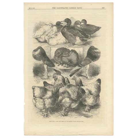 Prize Fowls, Ducks, and Pigeons Crystal Palace Poultry Show 1870