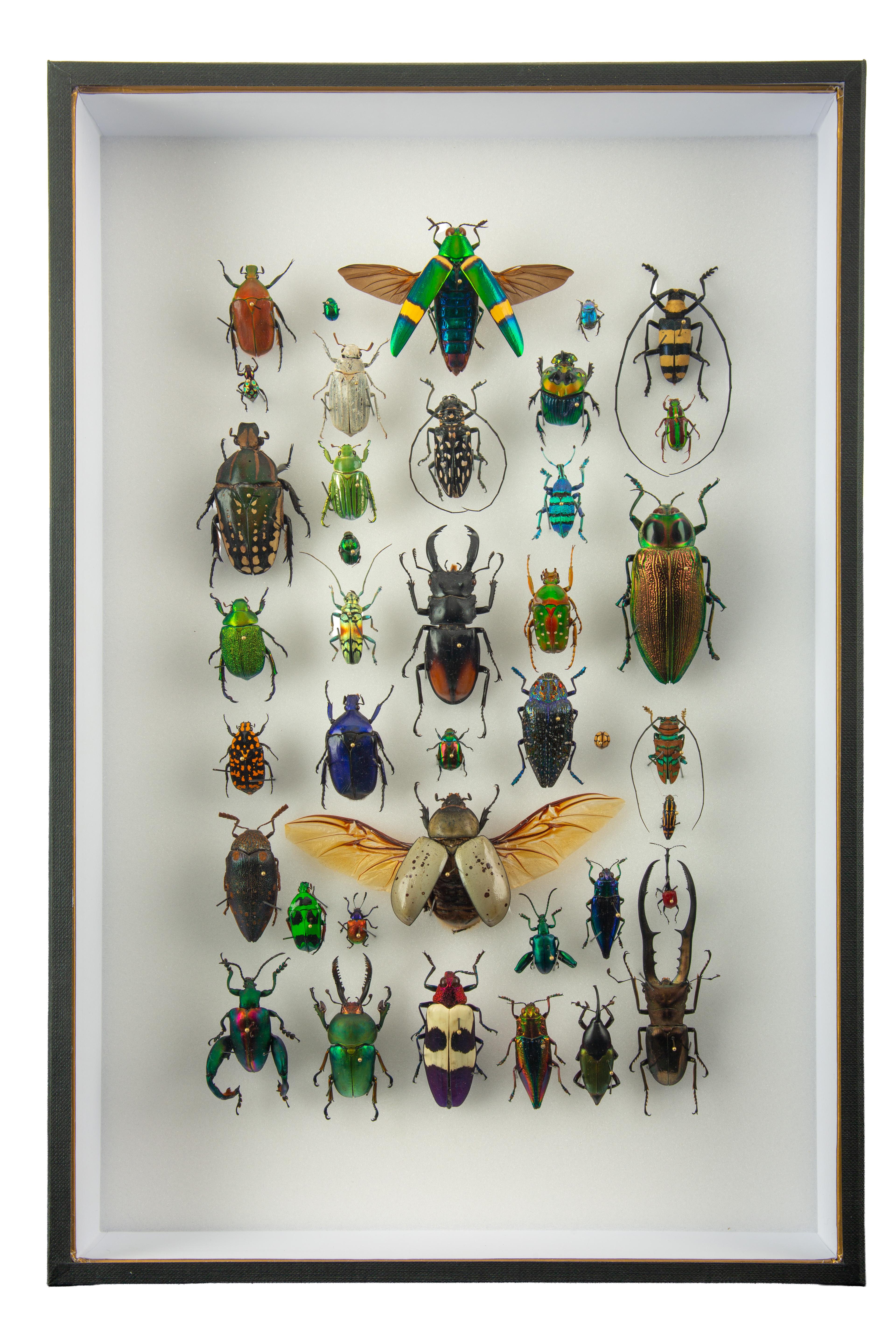 “Procession” by Hasharat is a contemporary entomological artwork featuring an exquisitely curated lineup of global beetles and other insects arranged in a vertical, march-like formation within a museum-style shadowbox frame. The composition includes