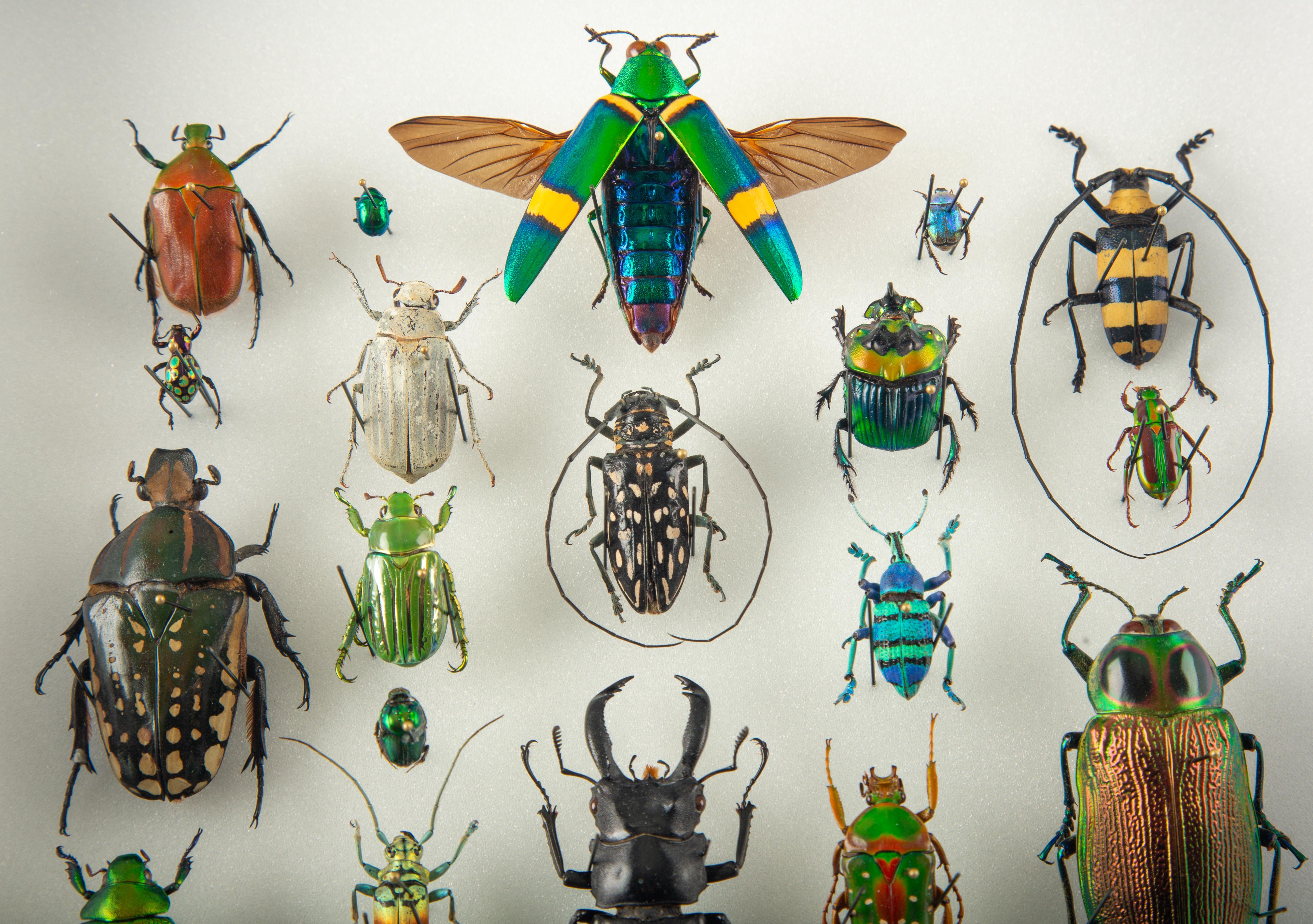 American Procession — Contemporary Entomological Assemblage by Hasharat For Sale