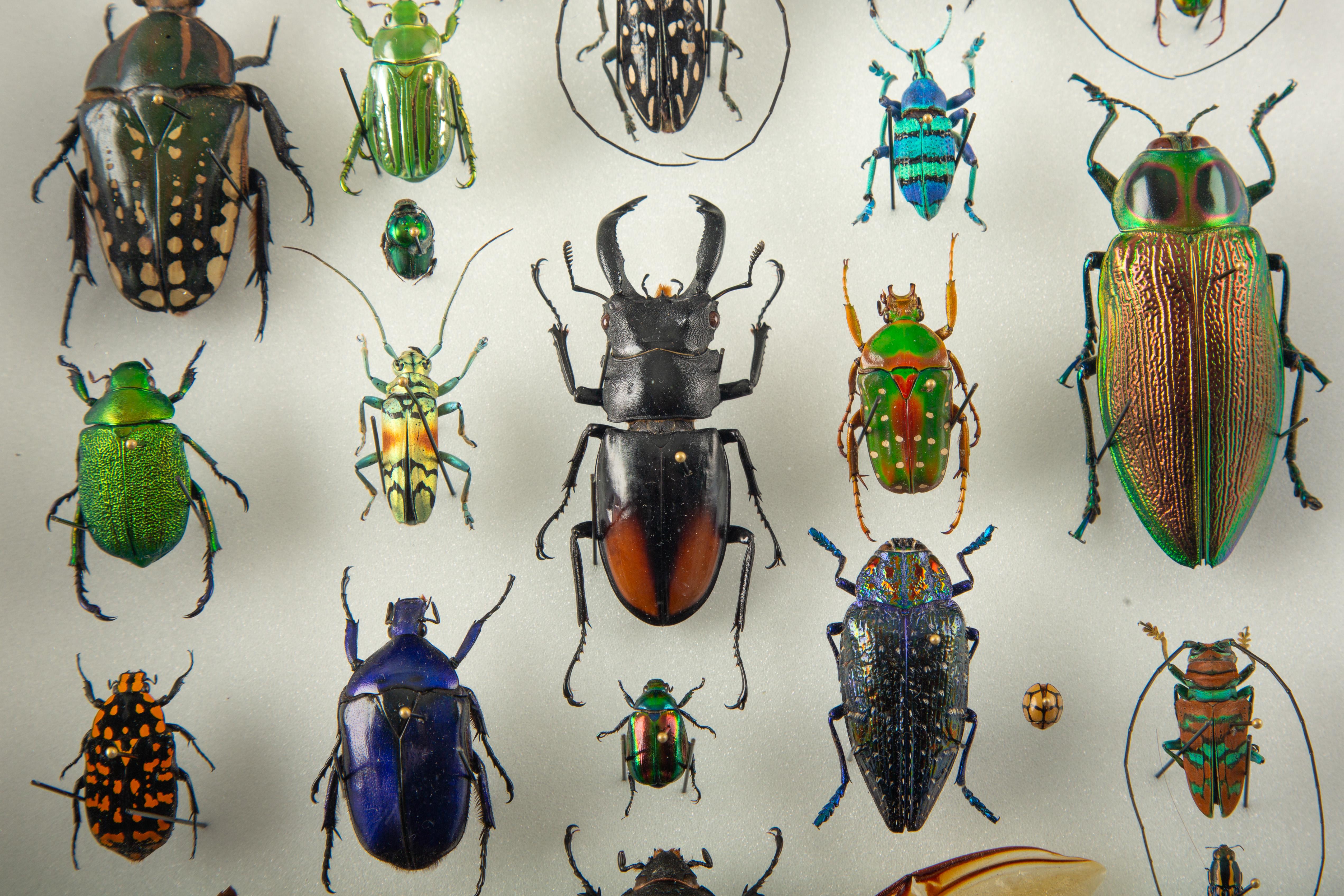 Procession — Contemporary Entomological Assemblage by Hasharat In New Condition For Sale In New York, NY