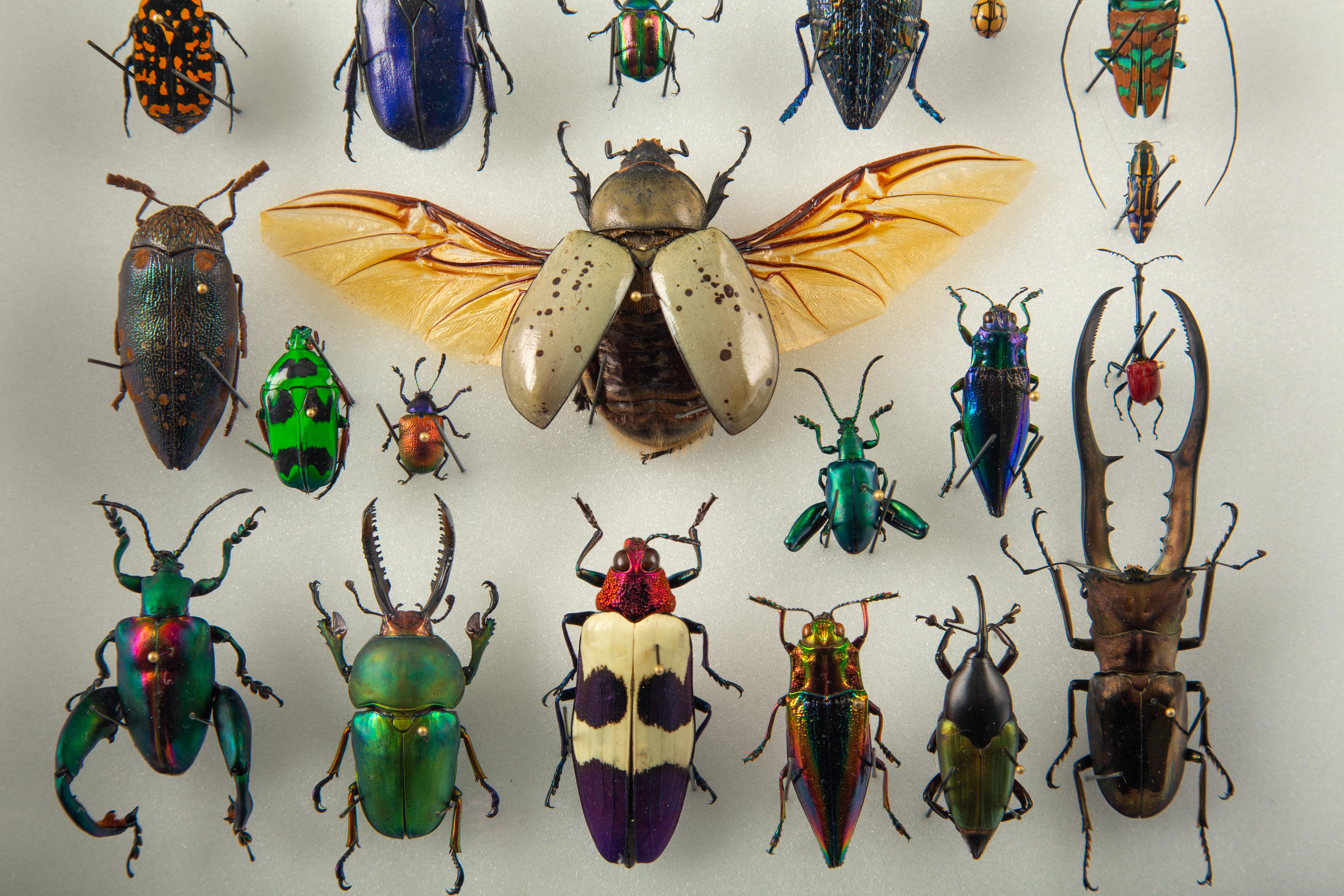 Glass Procession — Contemporary Entomological Assemblage by Hasharat For Sale