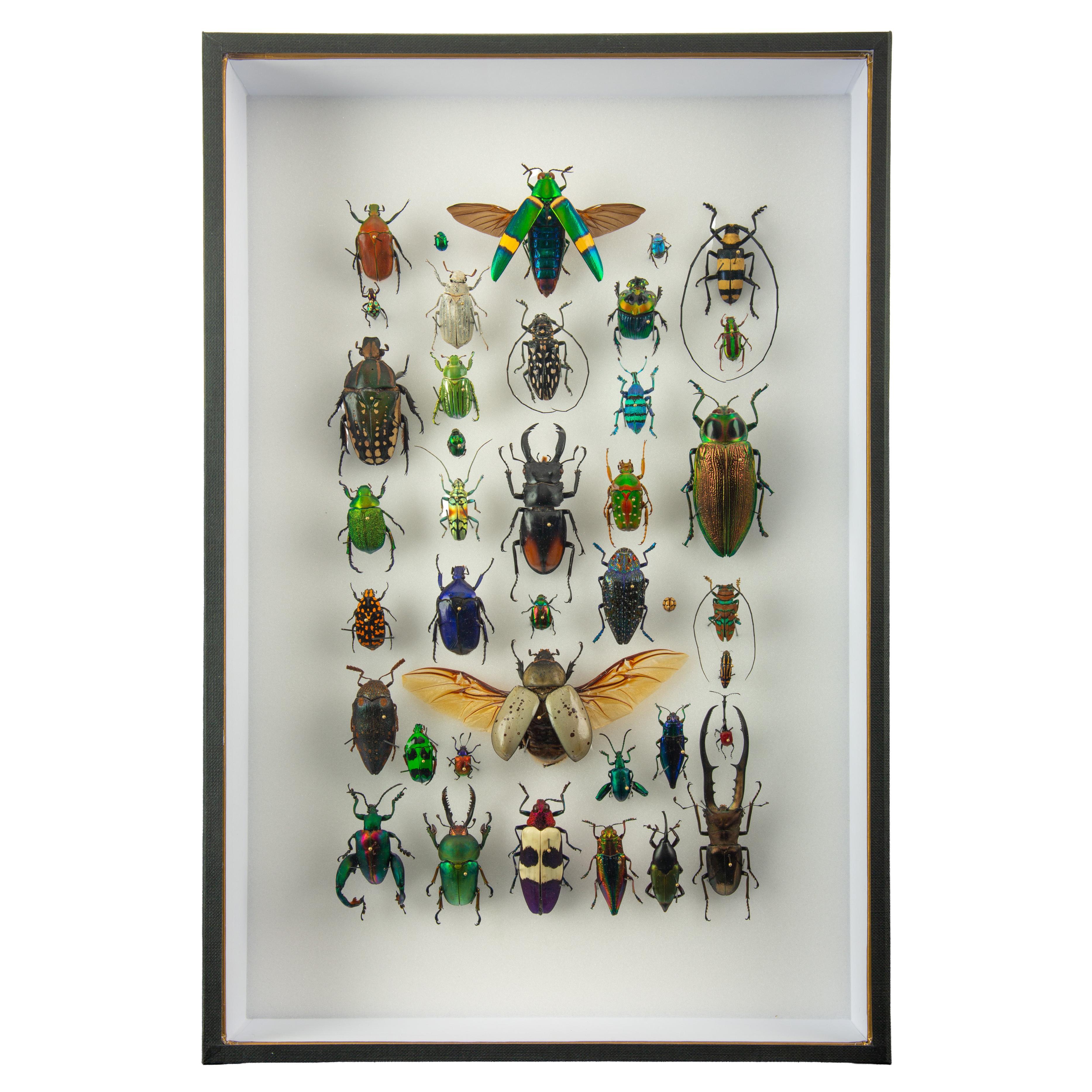 Procession — Contemporary Entomological Assemblage by Hasharat For Sale