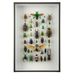 Procession — Contemporary Entomological Assemblage by Hasharat