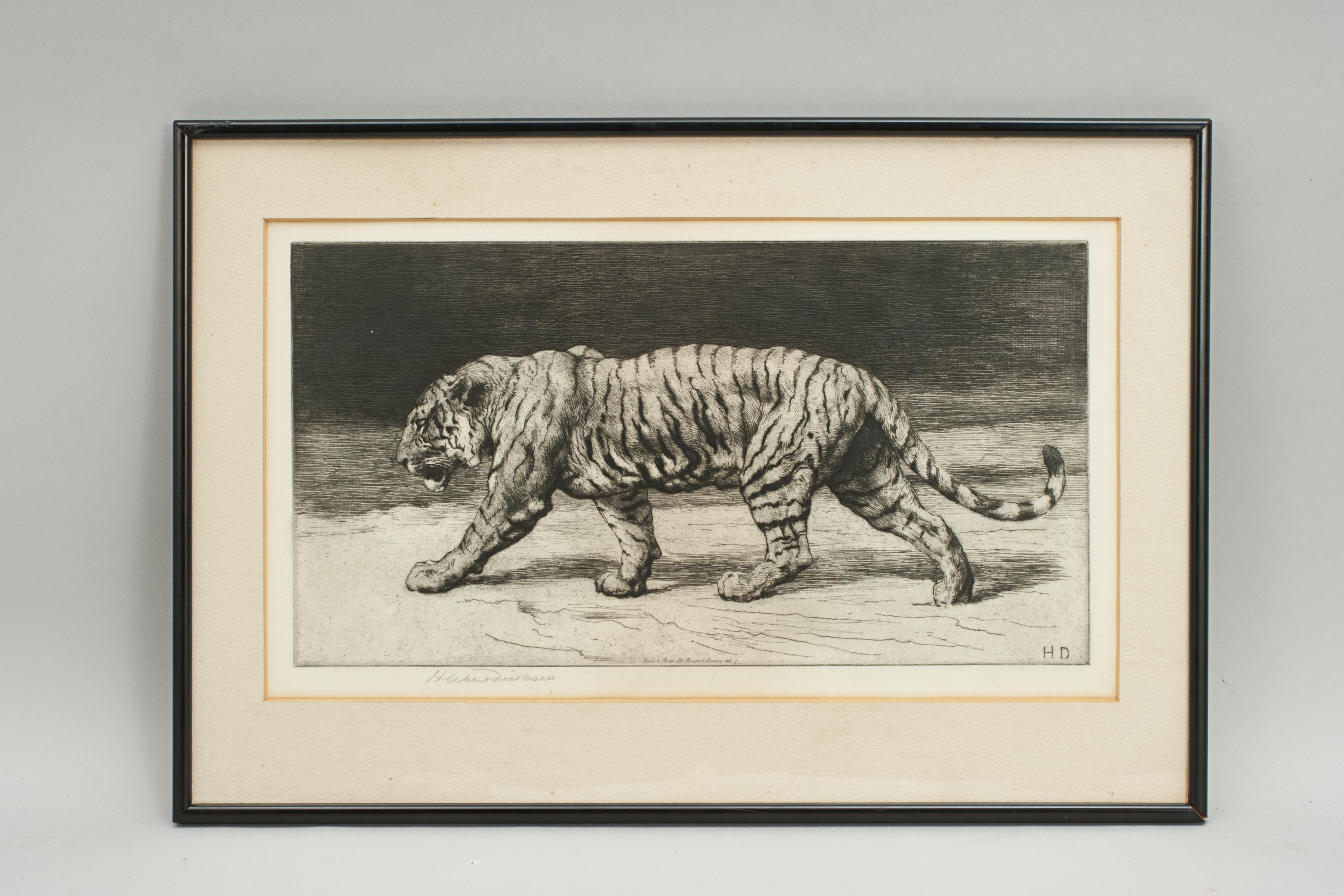 Prowling tiger by Herbert Dicksee.
A framed black and white etching of a prowling tiger by Herbert Dicksee. The powerful wildlife print is on vellum and published in 1915 by Frost & Reed, signed in pencil by the artist.

A great etching, print by