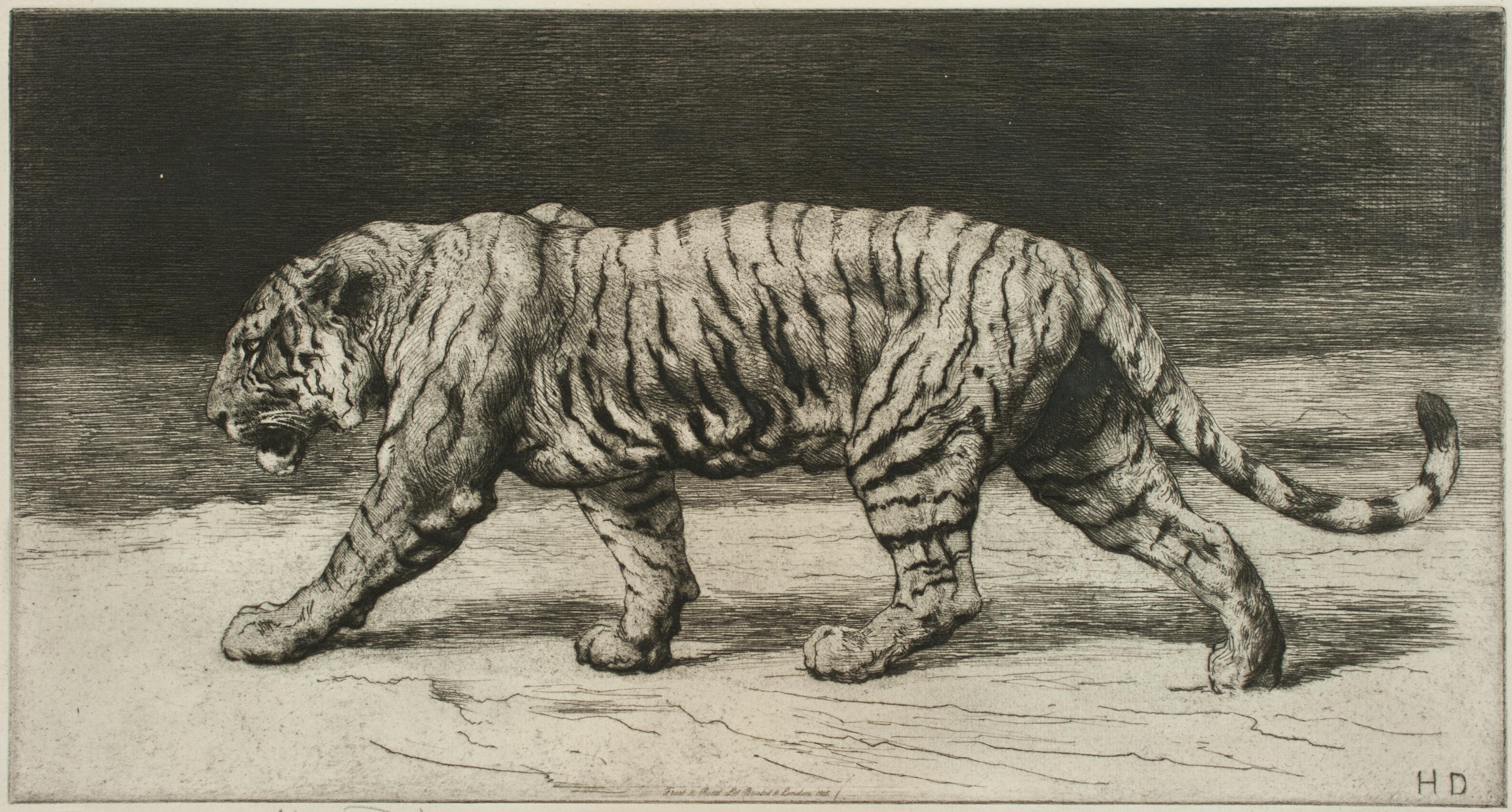 Sporting Art Prowling Tiger by Herbert Dicksee 1915, Etching, Signed in Pencil