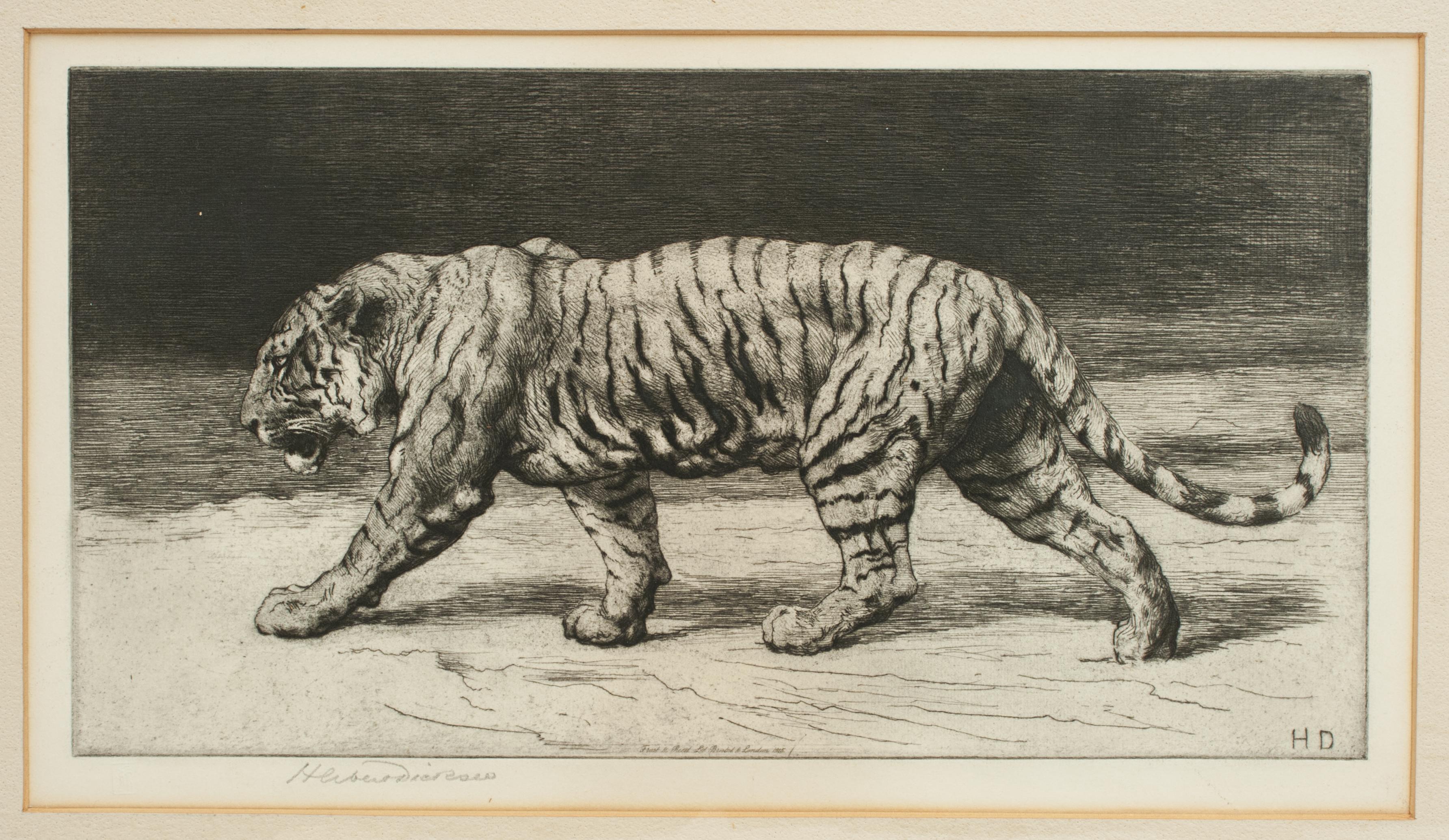 English Prowling Tiger by Herbert Dicksee 1915, Etching, Signed in Pencil