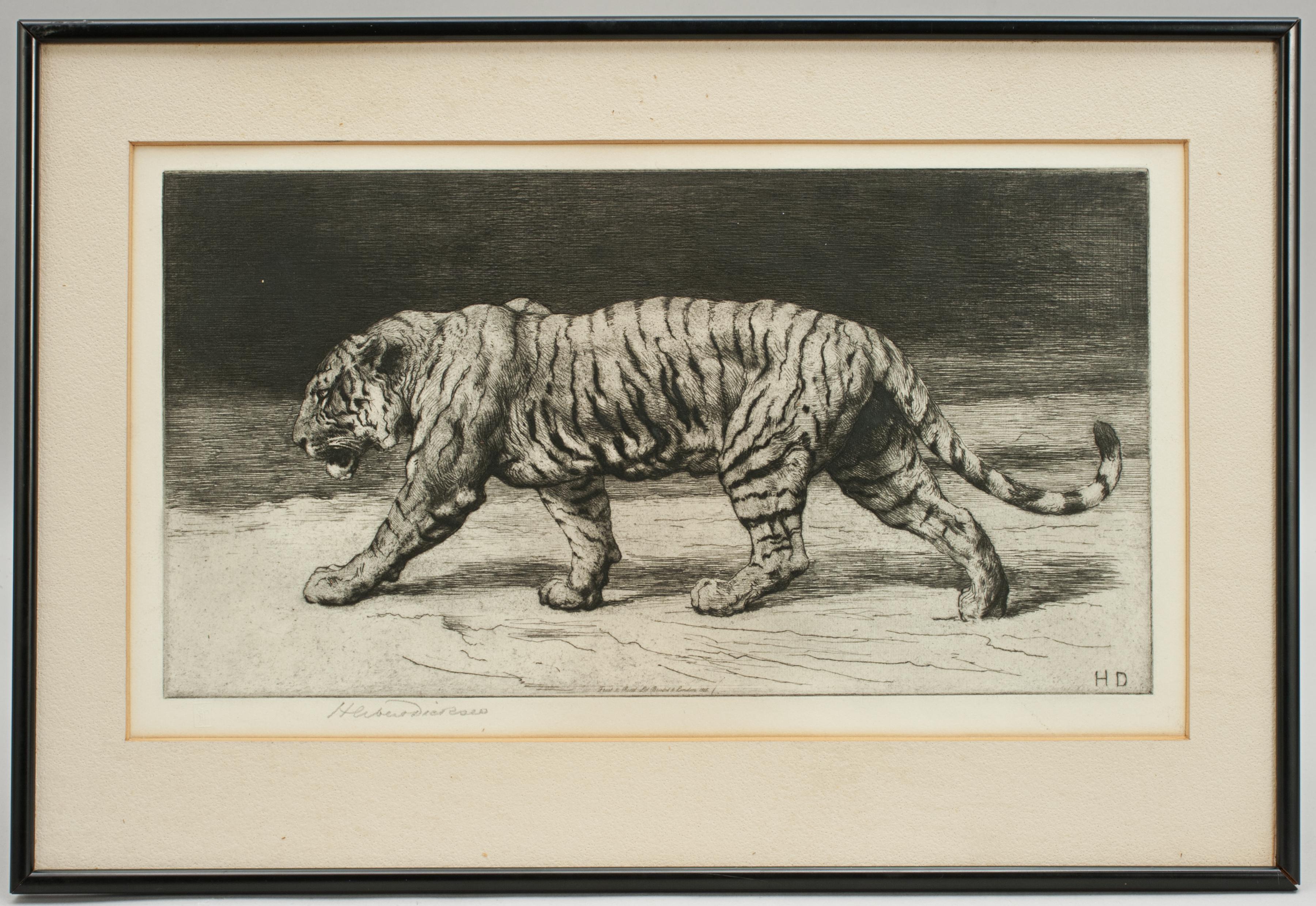 Prowling Tiger by Herbert Dicksee 1915, Etching, Signed in Pencil In Good Condition In Oxfordshire, GB