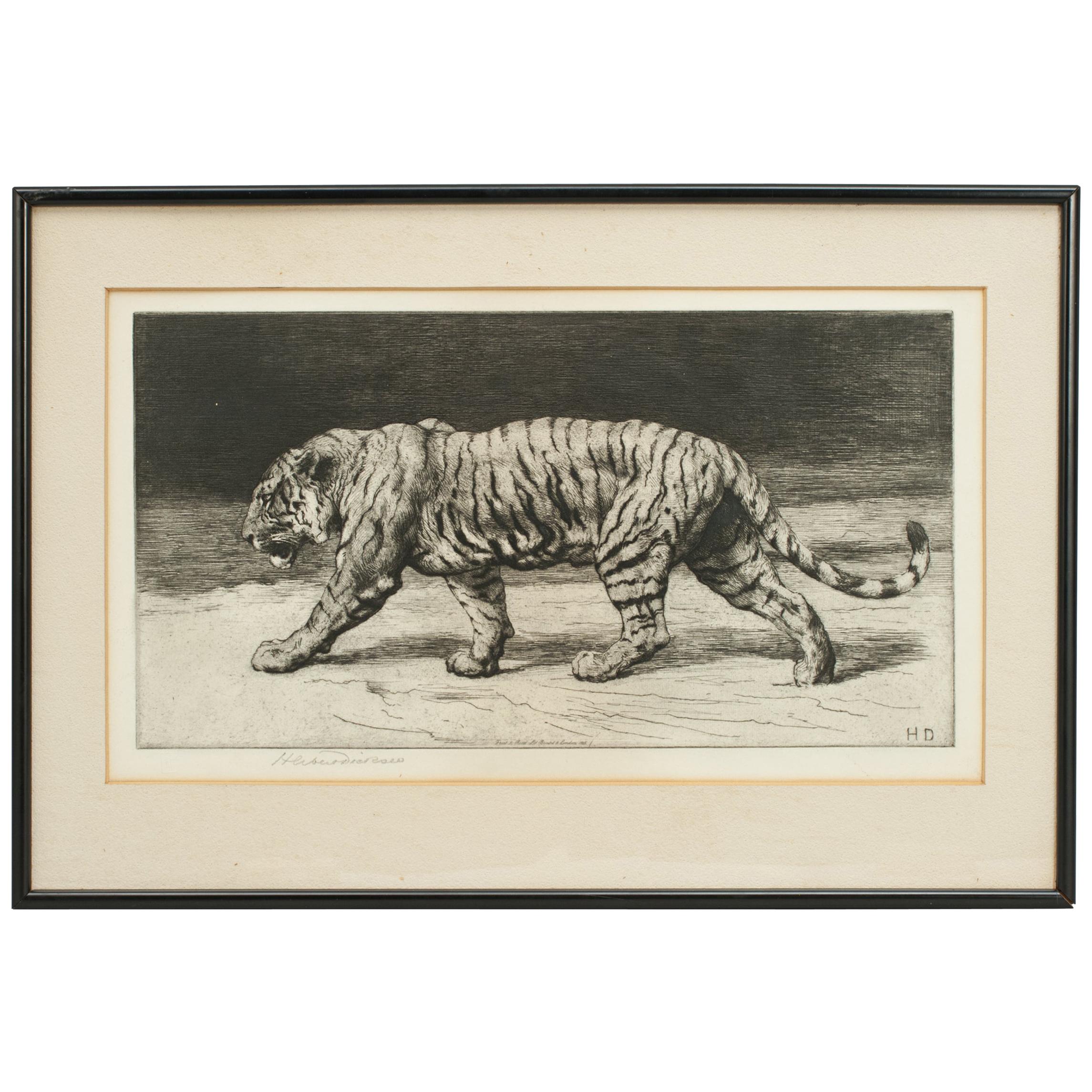 Prowling Tiger by Herbert Dicksee 1915, Etching, Signed in Pencil