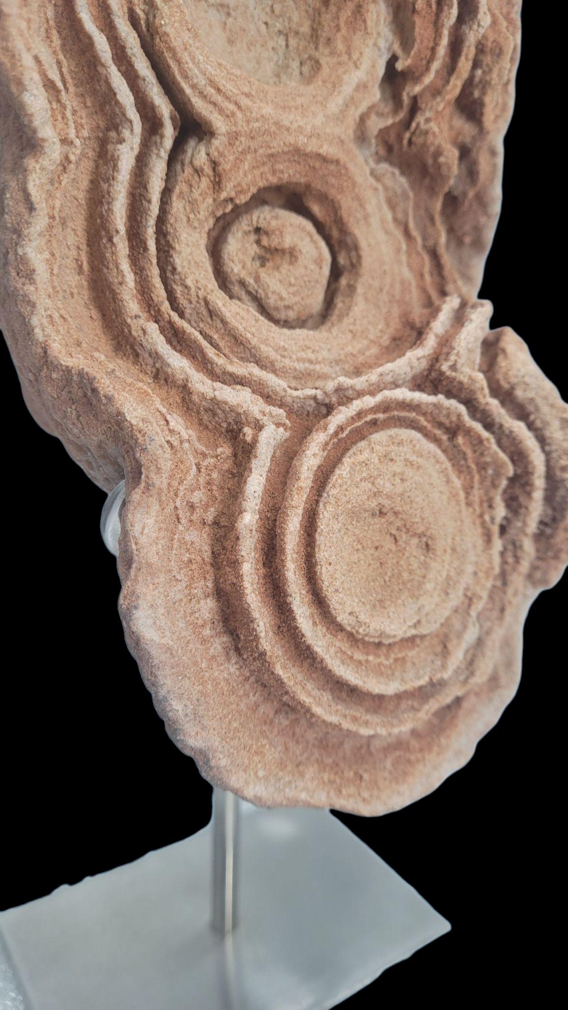 Marocchino Concrezione di pseudostromatolite dal Marocco in vendita