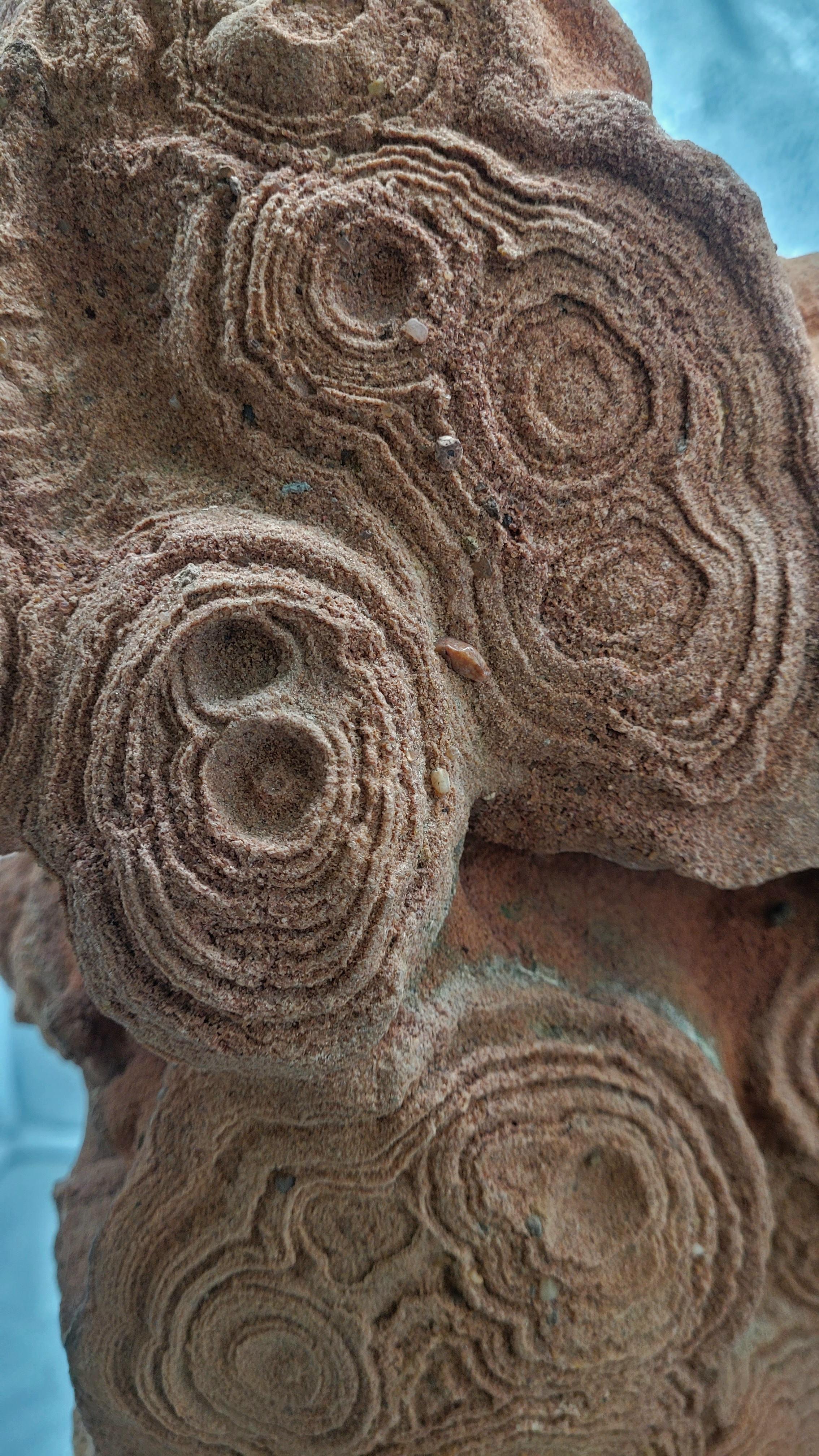 Marocain Pseudostromatolite du Maroc en vente