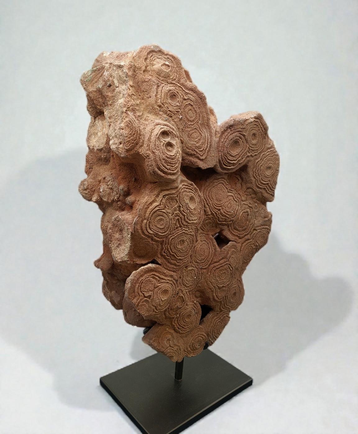 Pseudostromatolite du Maroc Neuf - En vente à MARSEILLE, FR