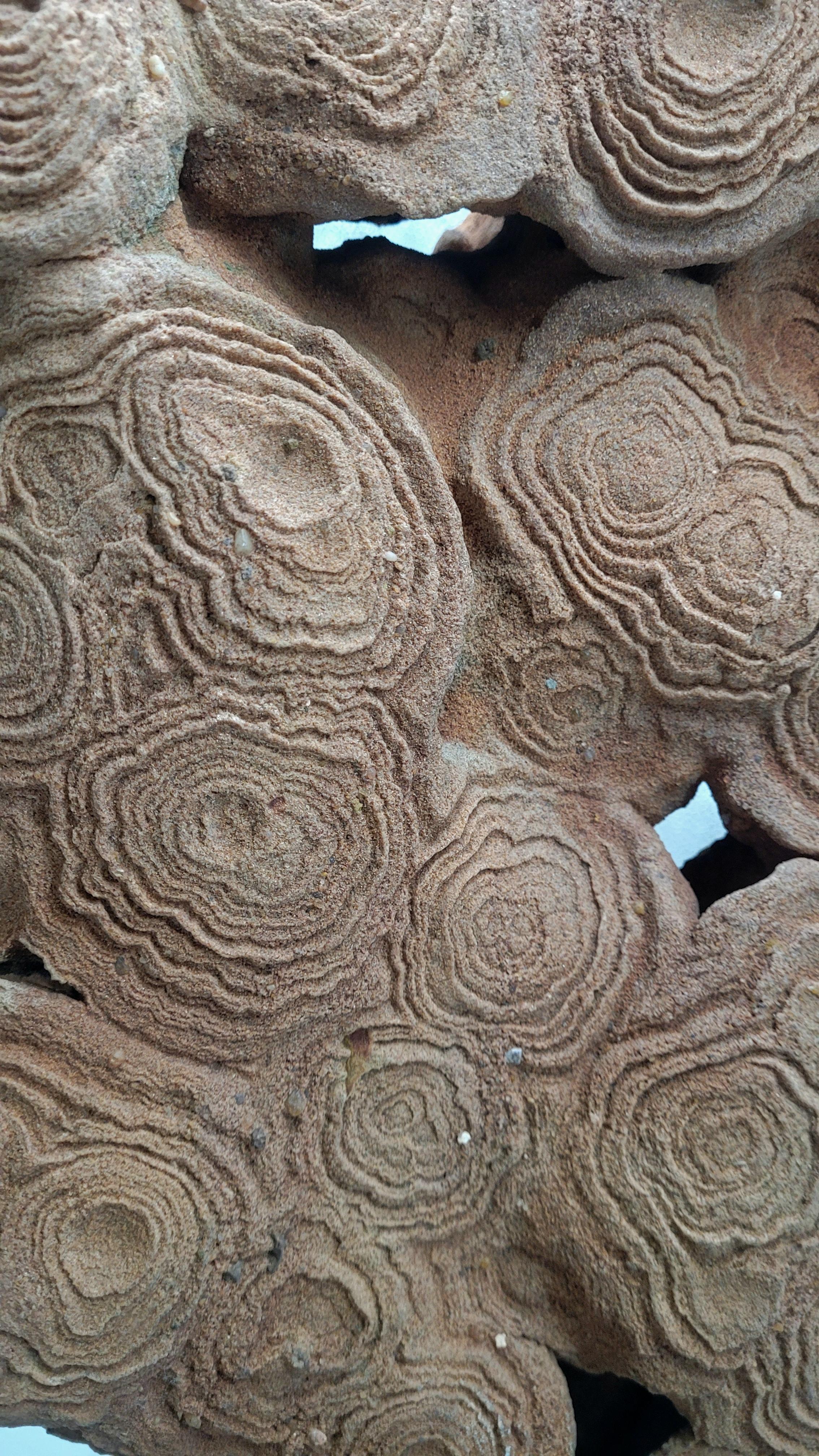 XXIe siècle et contemporain Pseudostromatolite du Maroc en vente