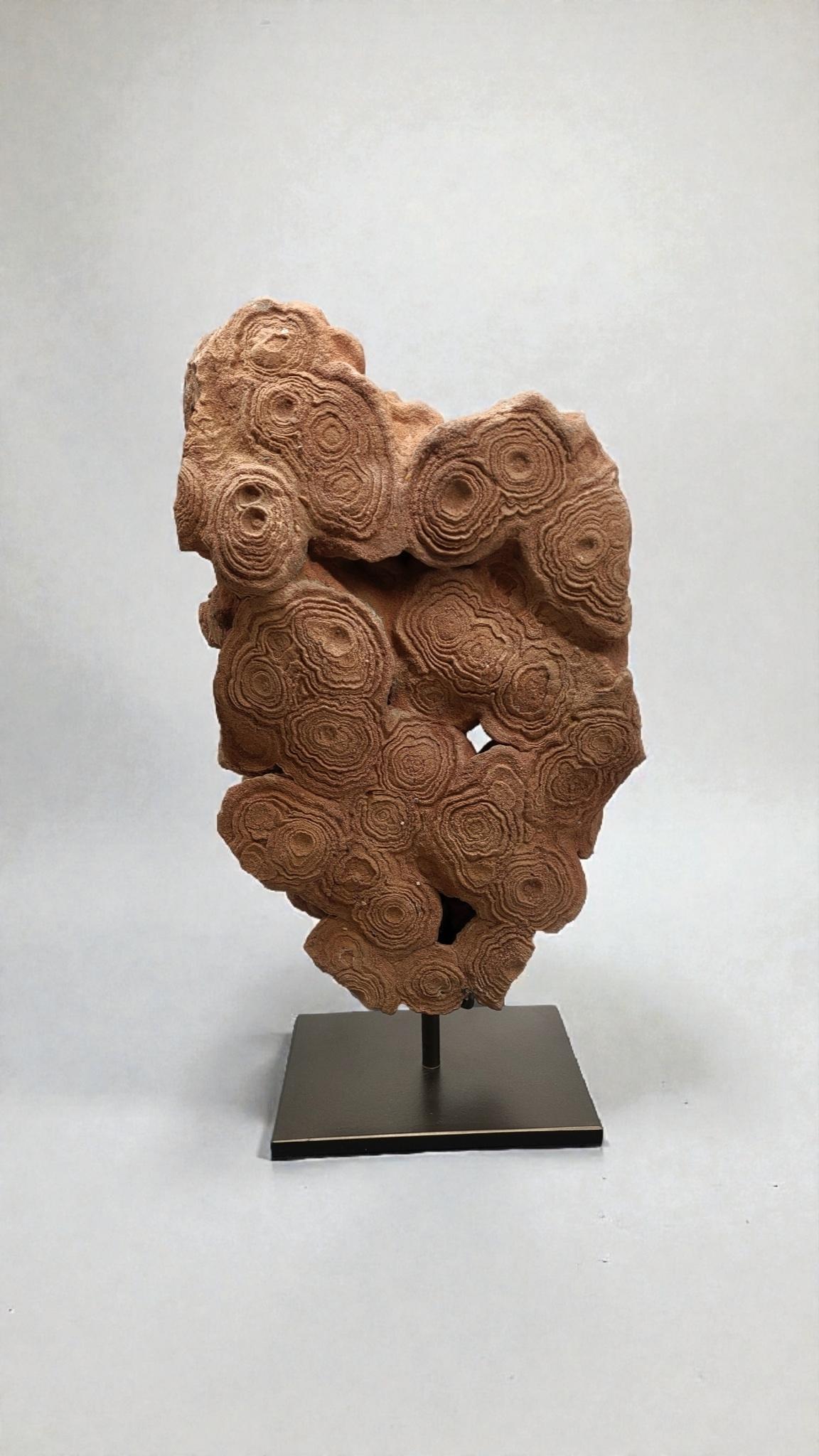 Pierre Pseudostromatolite du Maroc en vente