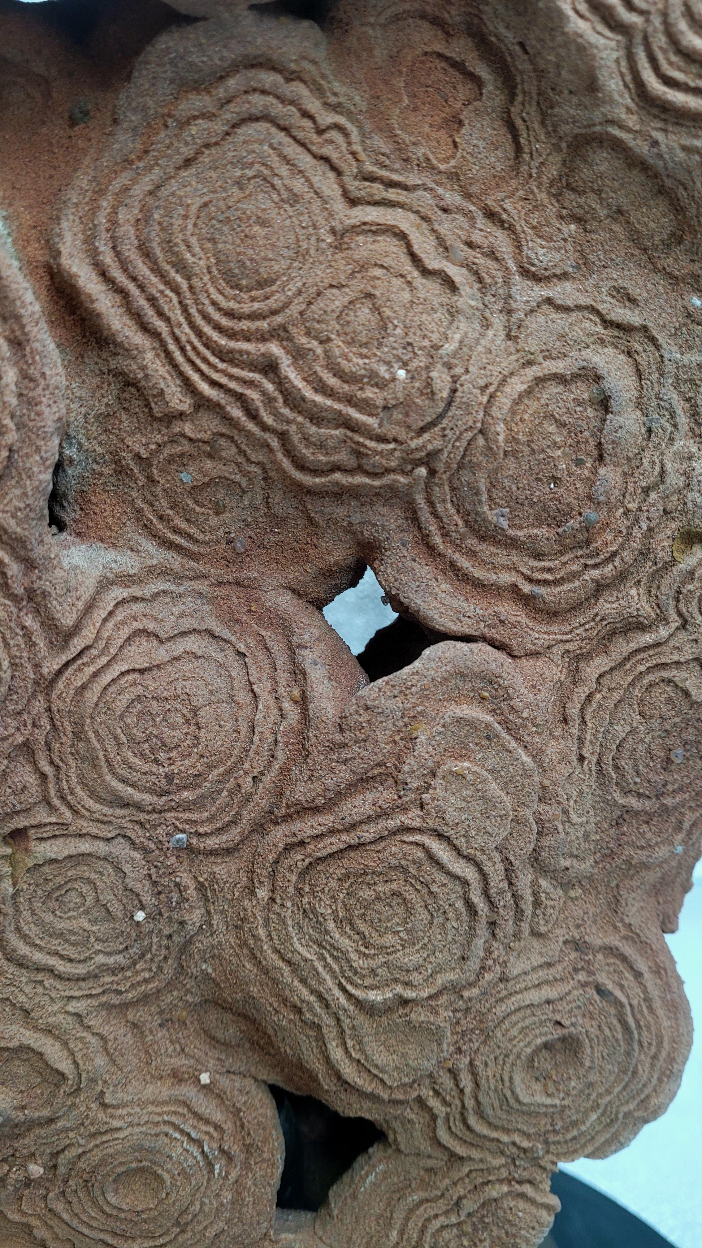 Pseudostromatolite du Maroc en vente 1