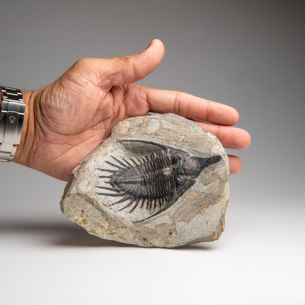 Psychopyge elegans is a trilobite species from the Devonian Hamar Laghdad deposits near Alnif, Morocco. It is a member of the Order Phacopida. The species is known for its strange shovel-like protrusion off the anterior of the cephalon (head), which