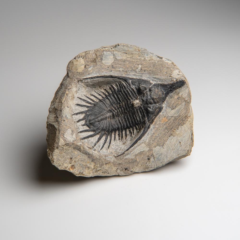 Moroccan Psychopyge Trilobite on Matrix from Morocco (1.2 grams) For Sale