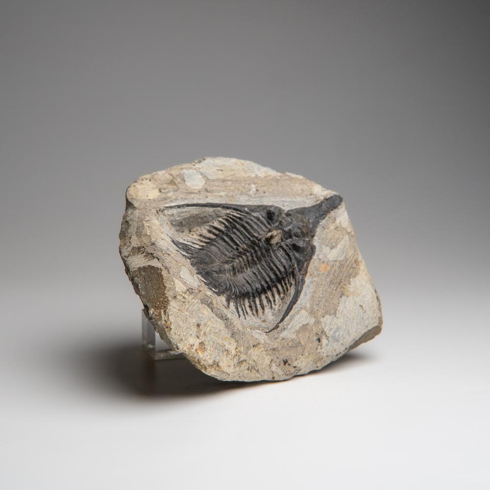 Psychopyge Trilobite on Matrix from Morocco (1.2 grams) In Good Condition For Sale In New York, NY