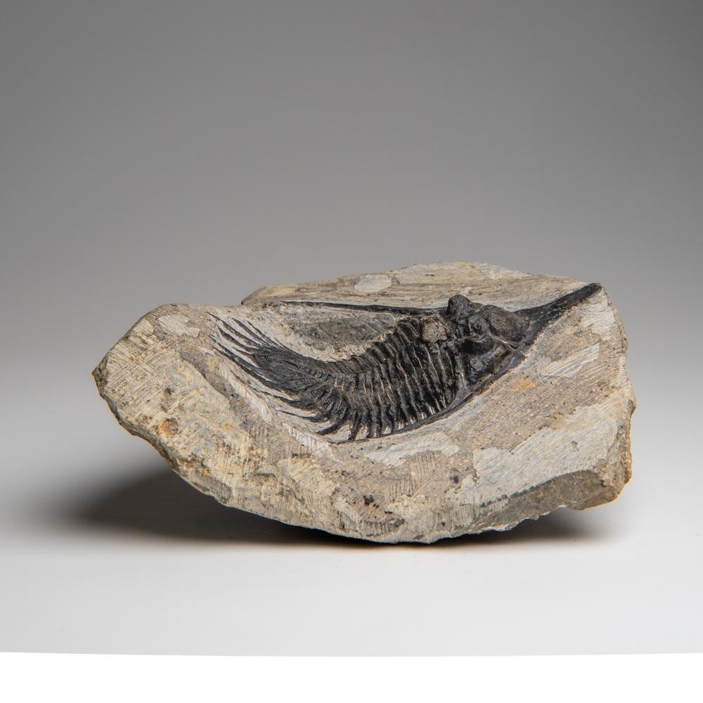 18th Century and Earlier Psychopyge Trilobite on Matrix from Morocco (1.2 grams) For Sale