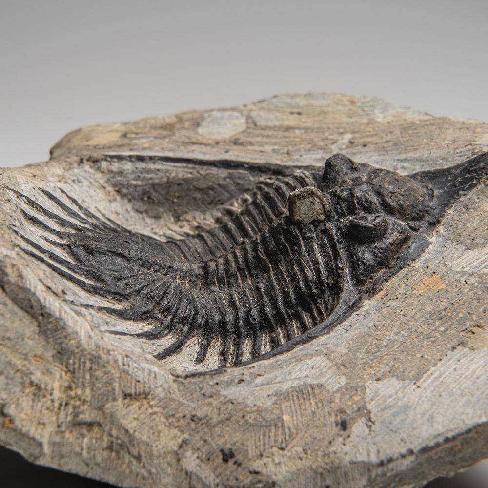 Psychopyge Trilobite on Matrix from Morocco (1.2 grams) For Sale 1
