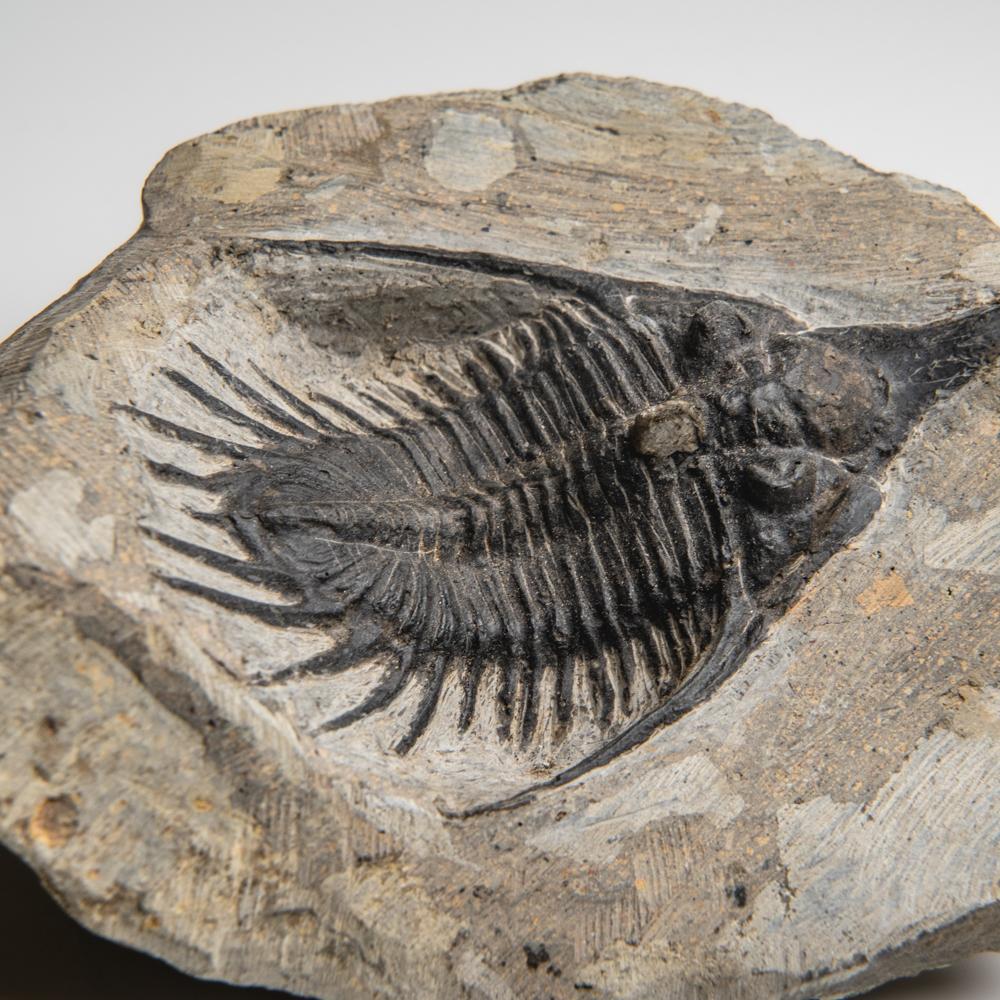 Psychopyge Trilobite on Matrix from Morocco (1.2 grams) For Sale 2