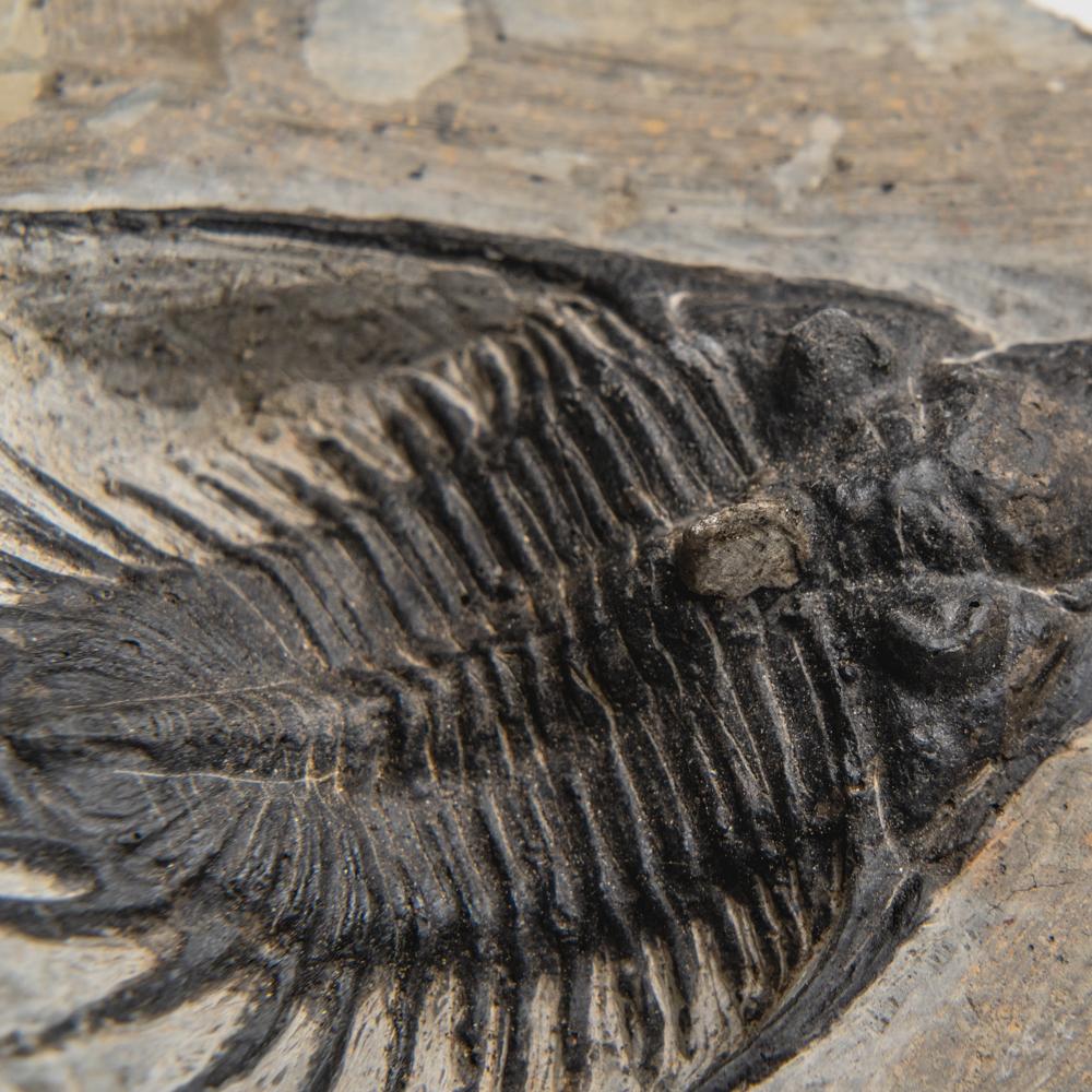 Psychopyge Trilobite on Matrix from Morocco (1.2 grams) For Sale 3