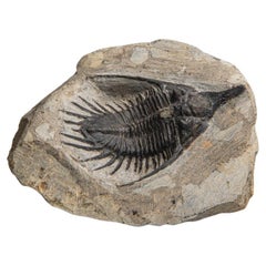 Trilobite de psychédélisme sur matrice du Maroc (1,2 grammes)