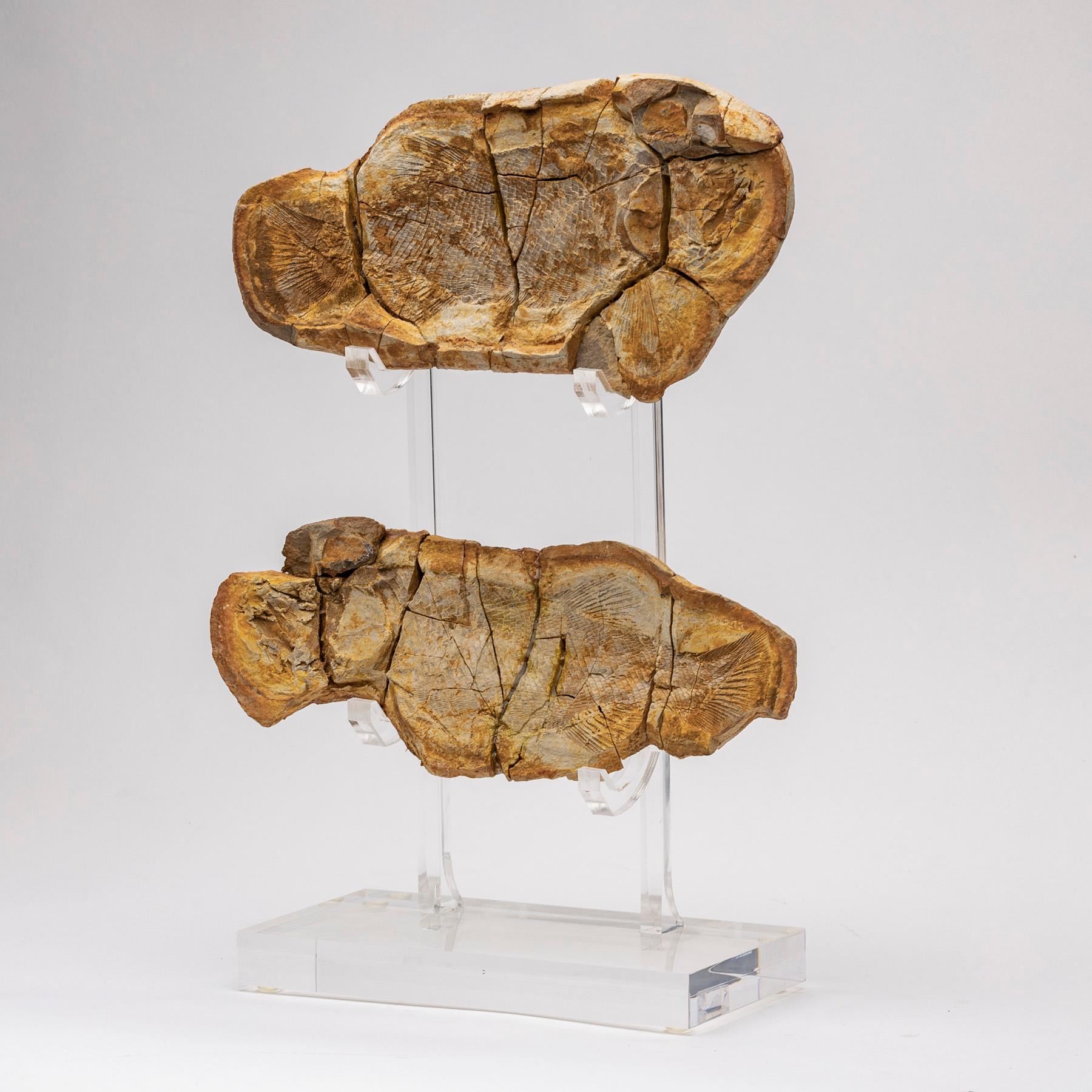 Triassic fossil fish are quote rare, and can only be found in certain locations.
This amazing preserved fish are found by cracking open the hard concretions and splitting the nodule in two 
It´s an extinct genus of prehistoric ray-finned fish that