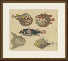 Pufferfish, Porcupinefish and Ocean Sunfish, Antique Bertuch Print, circa 1805