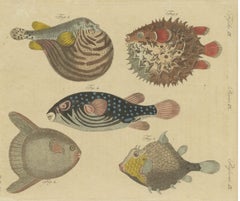 Pufferfish, Porcupinefish and Ocean Sunfish, Antique Bertuch Print, circa 1805