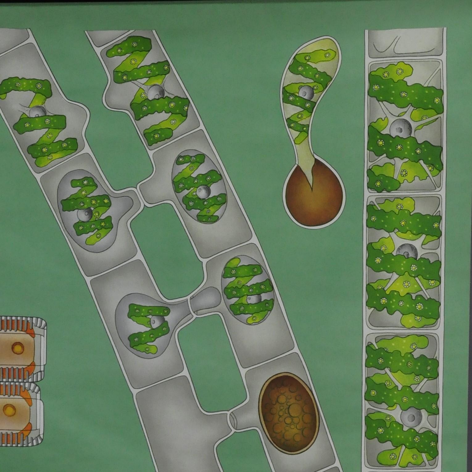 Un tableau mural de Koch-Quentell, enroulable, montrant les algues d'eau douce. Utilisé comme matériel pédagogique dans les écoles allemandes. Impression colorée sur papier renforcé par de la toile. Publié par Lehrmittelverlag Hagemann,