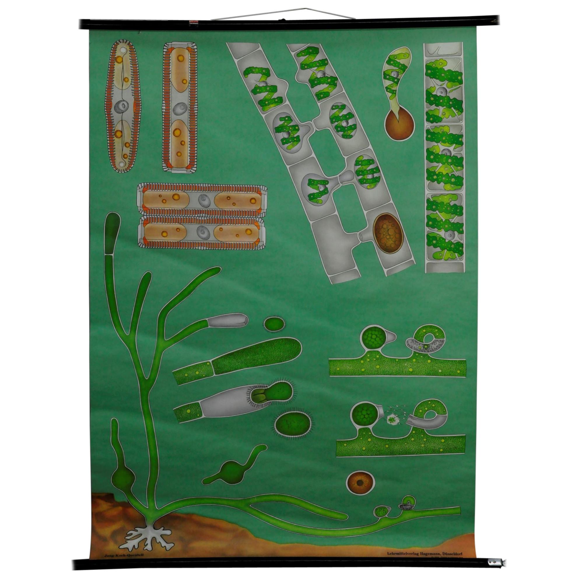 Vintage Mural Wall Chart Quentell Freshwater Algae Plants Maritime Decoration