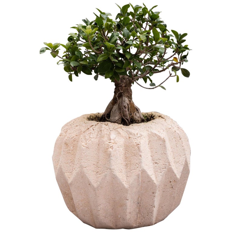 "Pulp" Contemporary Planter by Studio Morison for General Life For Sale