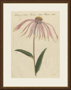 Purple Coneflower Echinacea, Antique Bertuch Print, circa 1810