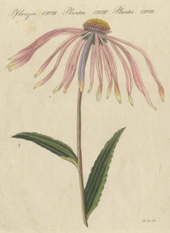 Purple Coneflower Echinacea, Antique Bertuch Print, circa 1810
