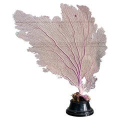 Purple Sea Fan Coral Mounted on an Ebonised Base