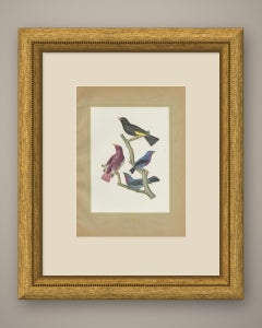 Purple-Throated and Other Cotingas, Brazilian Bird Print, Descourtilz, 1944