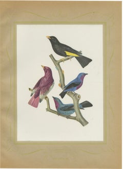 Purple-Throated and Other Cotingas, Brazilian Bird Print, Descourtilz, 1944