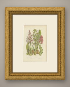 Pyramidal and Lizard Orchis, Antique British Orchid Plate, circa 1873