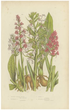 Pyramidal and Lizard Orchis, Antique British Orchid Plate, circa 1873