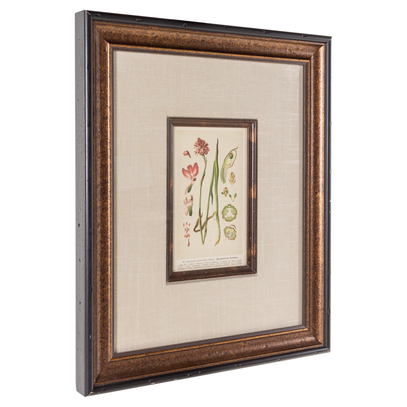 SOLD 12/06/23 Pyranidalis Flower Botanical Framed Print