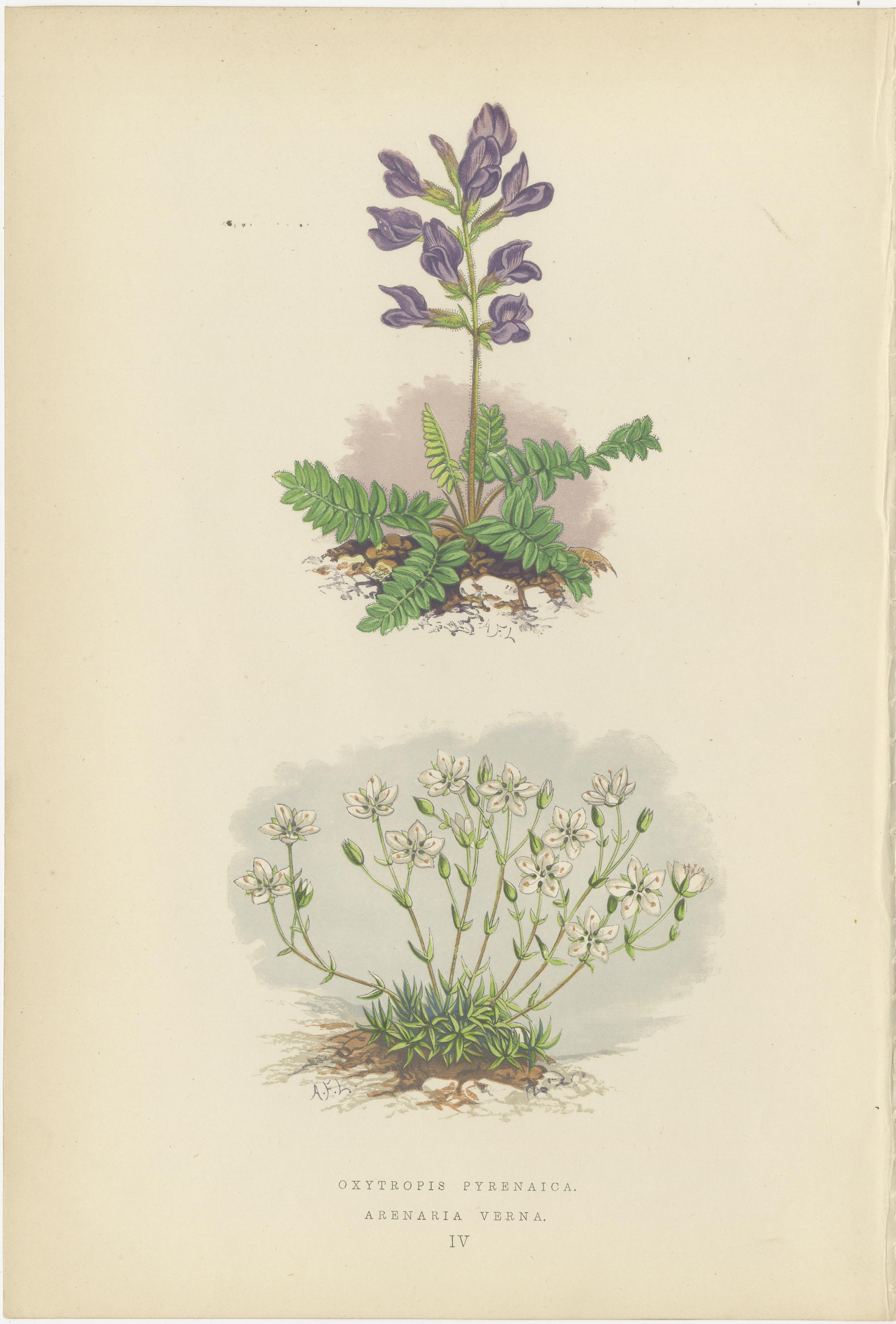 Oxytrope des Pyrénées et saponaire printanière, estampe botanique coloriée à la main, 1874  

Cette délicate lithographie de 1874, coloriée à la main, représente deux espèces de plantes alpines : Oxytropis pyrenaica (oxytrope des Pyrénées) et