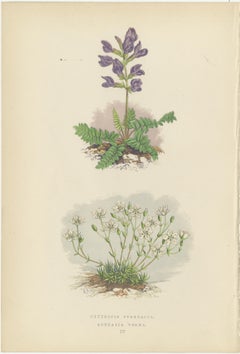Pyrenean Oxytrope und Frühlings-Sandwort, handkolorierter botanischer Druck, 1874