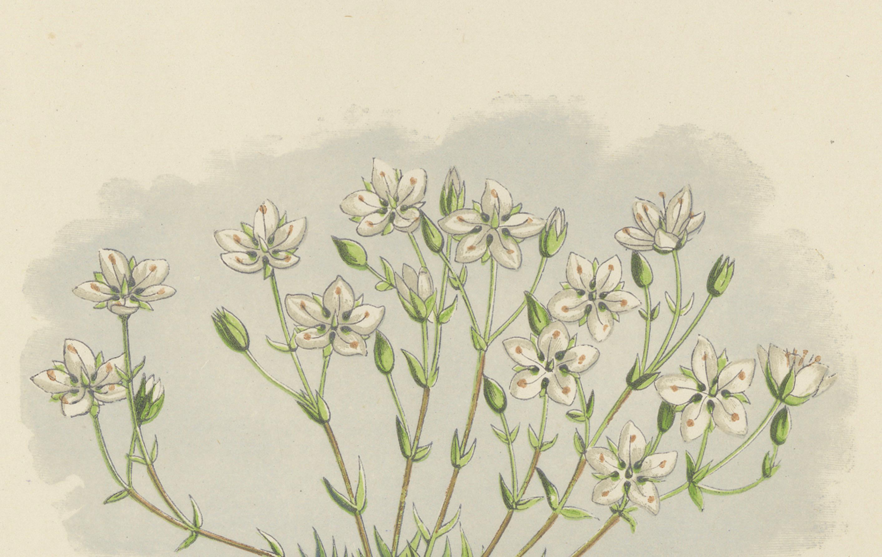 Impression botanique Pyrenean Oxytrope and Spring Sandwort collectionnée à la main, 1874 Bon état - En vente à Langweer, NL