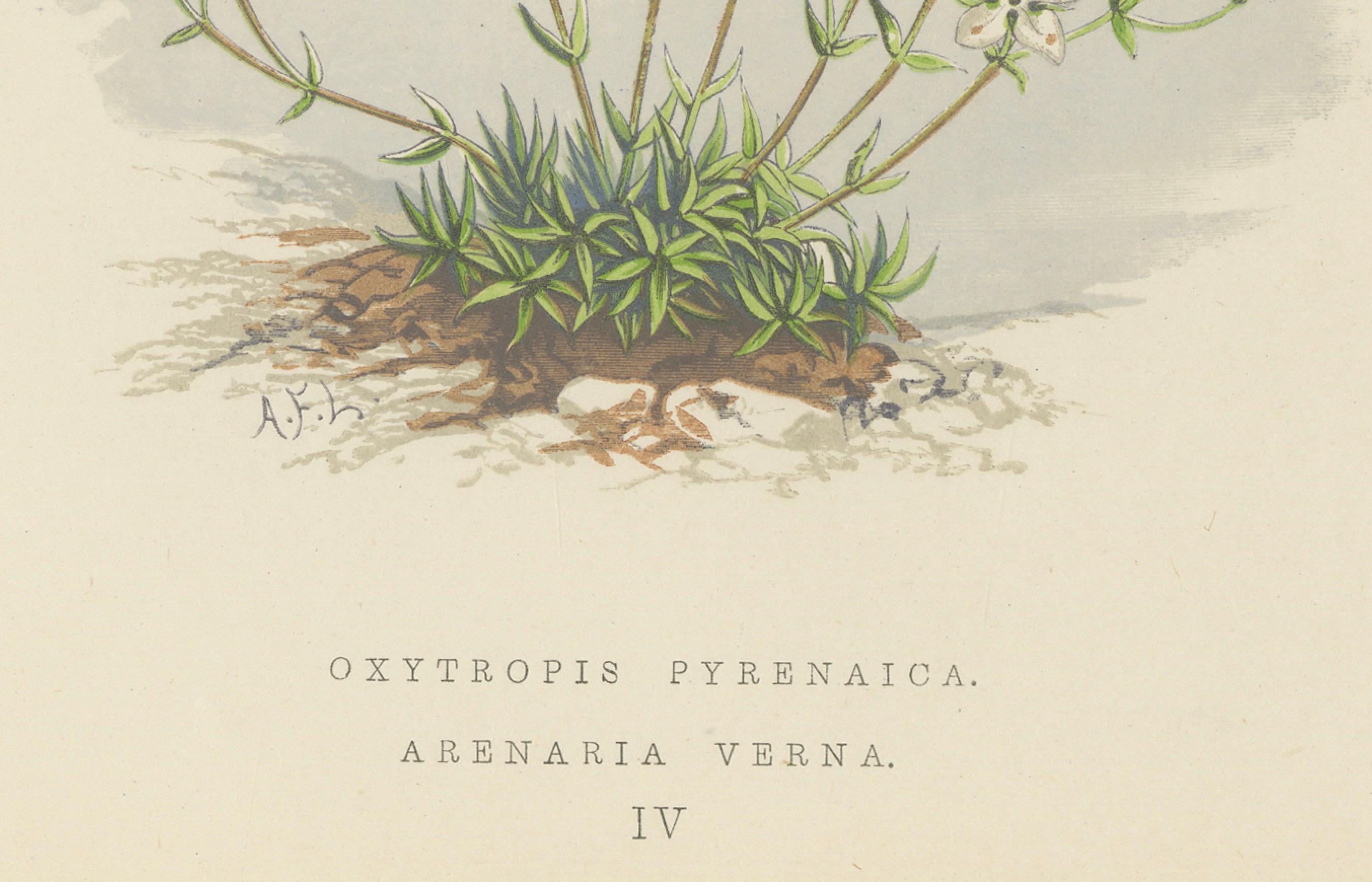 Fin du XIXe siècle Impression botanique Pyrenean Oxytrope and Spring Sandwort collectionnée à la main, 1874 en vente